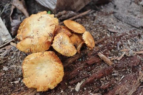 Mushrooms Foto stock