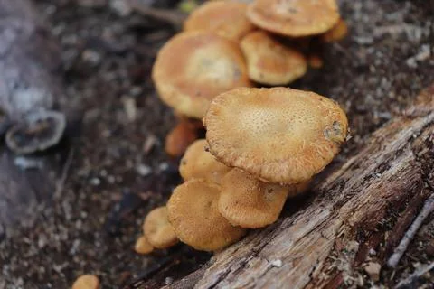 Mushrooms 写真素材