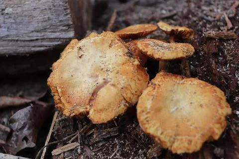 Mushrooms 스톡 사진
