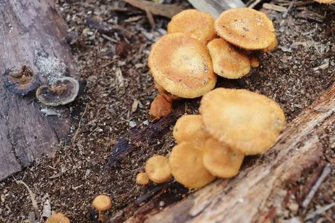 Mushrooms Foto stock
