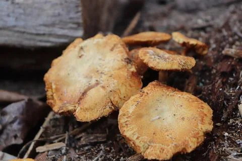 Mushrooms Foto stock