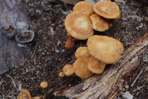 Mushrooms Stock Photos
