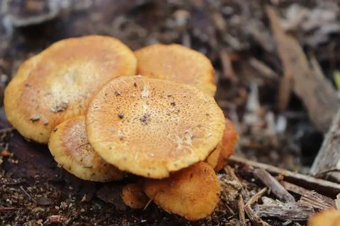 Mushrooms Stock Photos