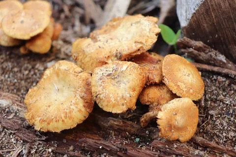 Mushrooms Foto stock