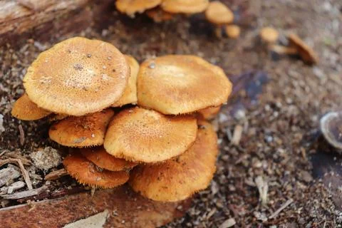 Mushrooms Foto stock