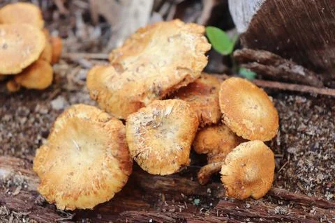 Mushrooms Foto stock