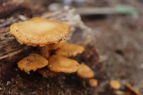 Mushrooms Foto stock