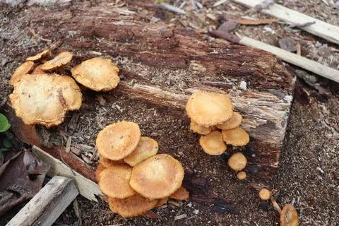 Mushrooms 스톡 사진