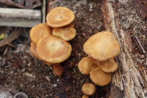 Mushrooms Foto stock