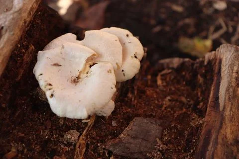Mushrooms Foto stock