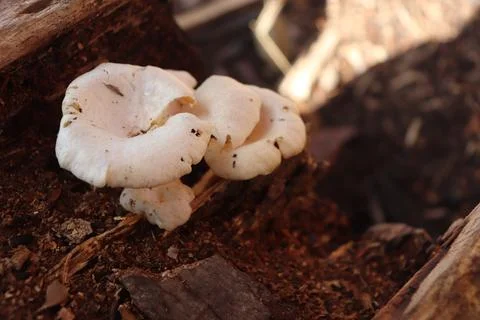 Mushrooms 스톡 사진