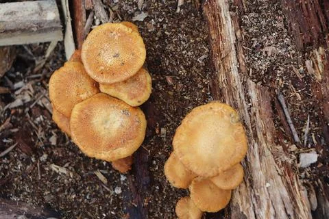 Mushrooms 스톡 사진