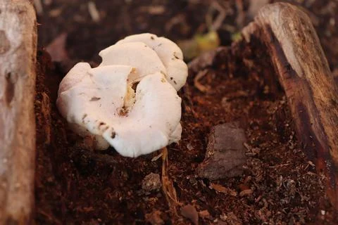 Mushrooms Stock Photos