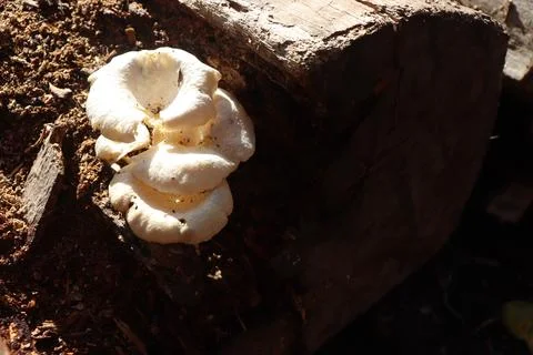 Mushrooms Foto stock