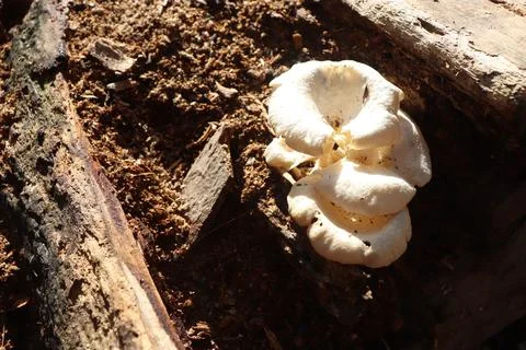 Mushrooms Foto stock