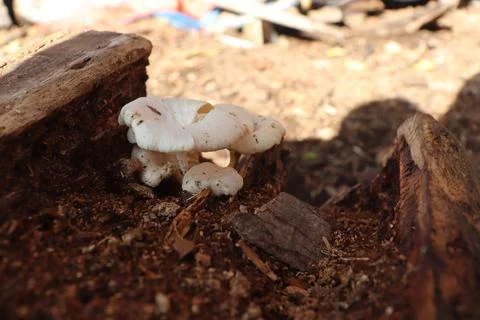 Mushrooms Foto stock