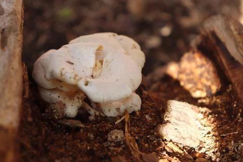 Mushrooms 写真素材
