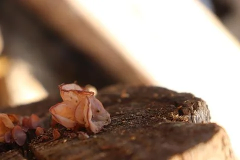 Mushrooms 스톡 사진