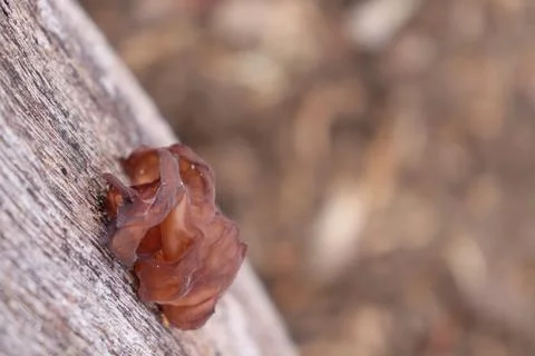 Mushrooms Stock-Fotos