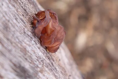 Mushrooms Foto stock