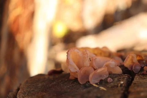 Mushrooms Foto stock