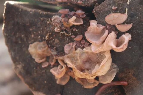 Mushrooms 스톡 사진