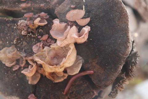 Mushrooms Foto stock
