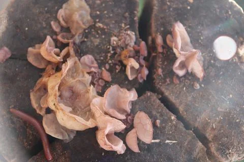 Mushrooms Foto stock
