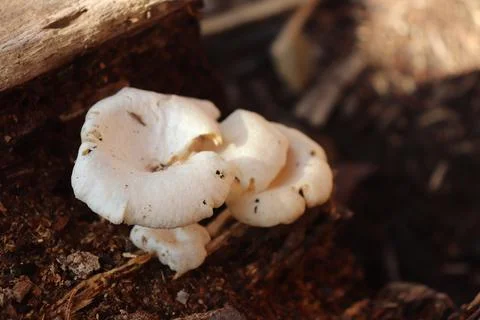 Mushrooms Stock Photos