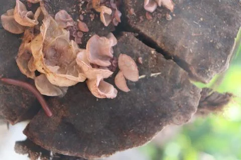 Mushrooms Foto stock