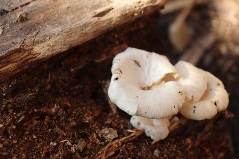 Mushrooms Stock Photos