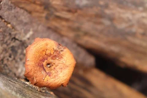 Mushrooms Foto stock