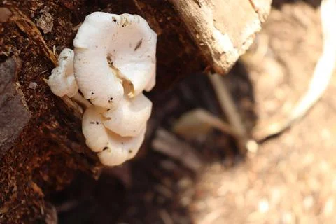 Mushrooms Foto stock