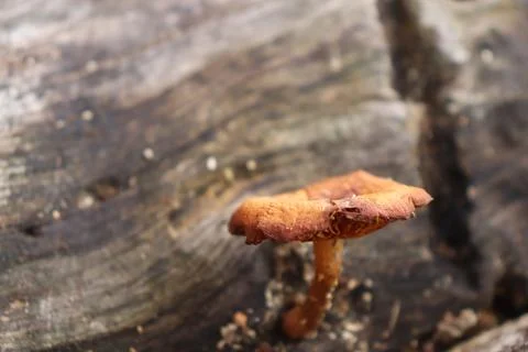 Mushrooms Foto stock