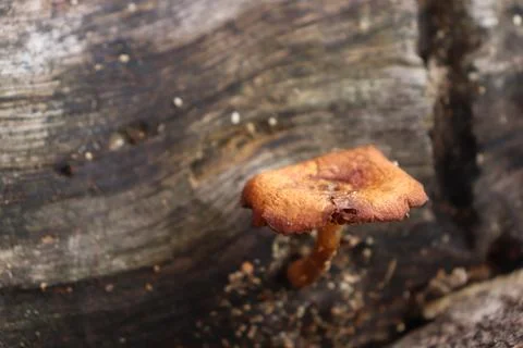 Mushrooms Foto stock