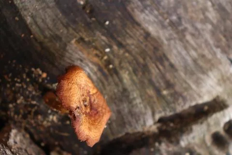 Mushrooms 스톡 사진