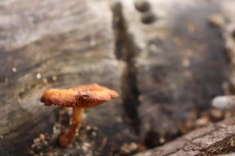 Mushrooms 스톡 사진