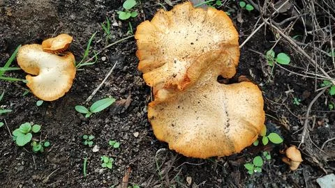 Mushrooms Foto stock