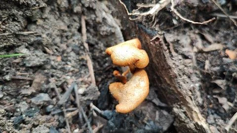 Mushrooms Stock-Fotos