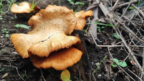 Mushrooms Stock Photos