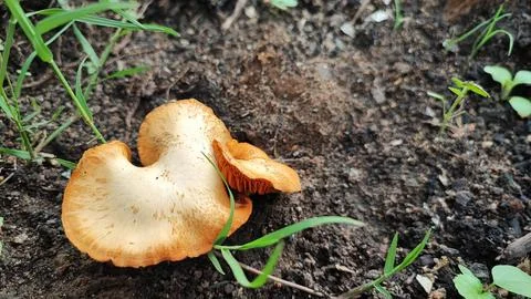 Mushrooms Foto stock