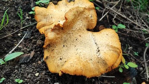 Mushrooms 스톡 사진