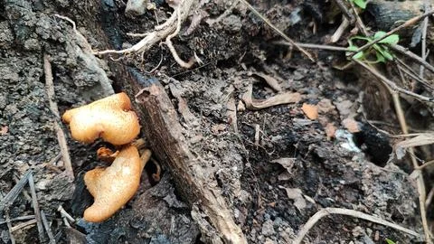 Mushrooms Foto stock