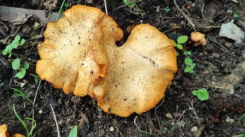 Mushrooms Stock-Fotos