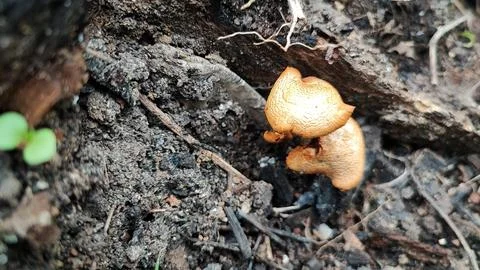 Mushrooms Foto stock