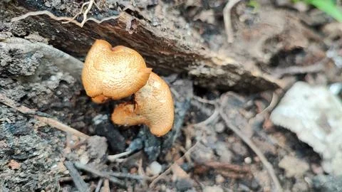Mushrooms Foto stock