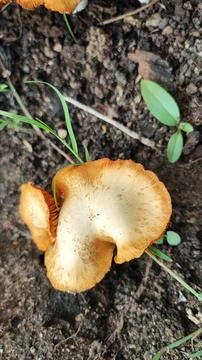 Mushrooms 스톡 사진