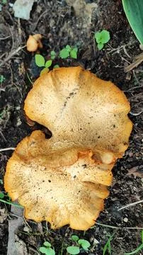 Mushrooms Foto stock