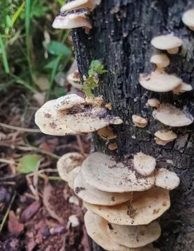 Mushrooms Stock Photos