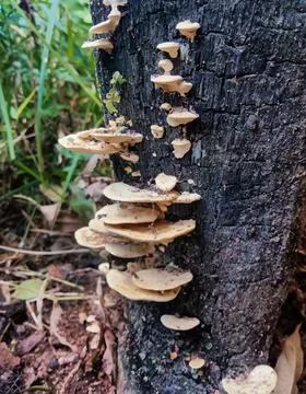 Mushrooms Stock Photos